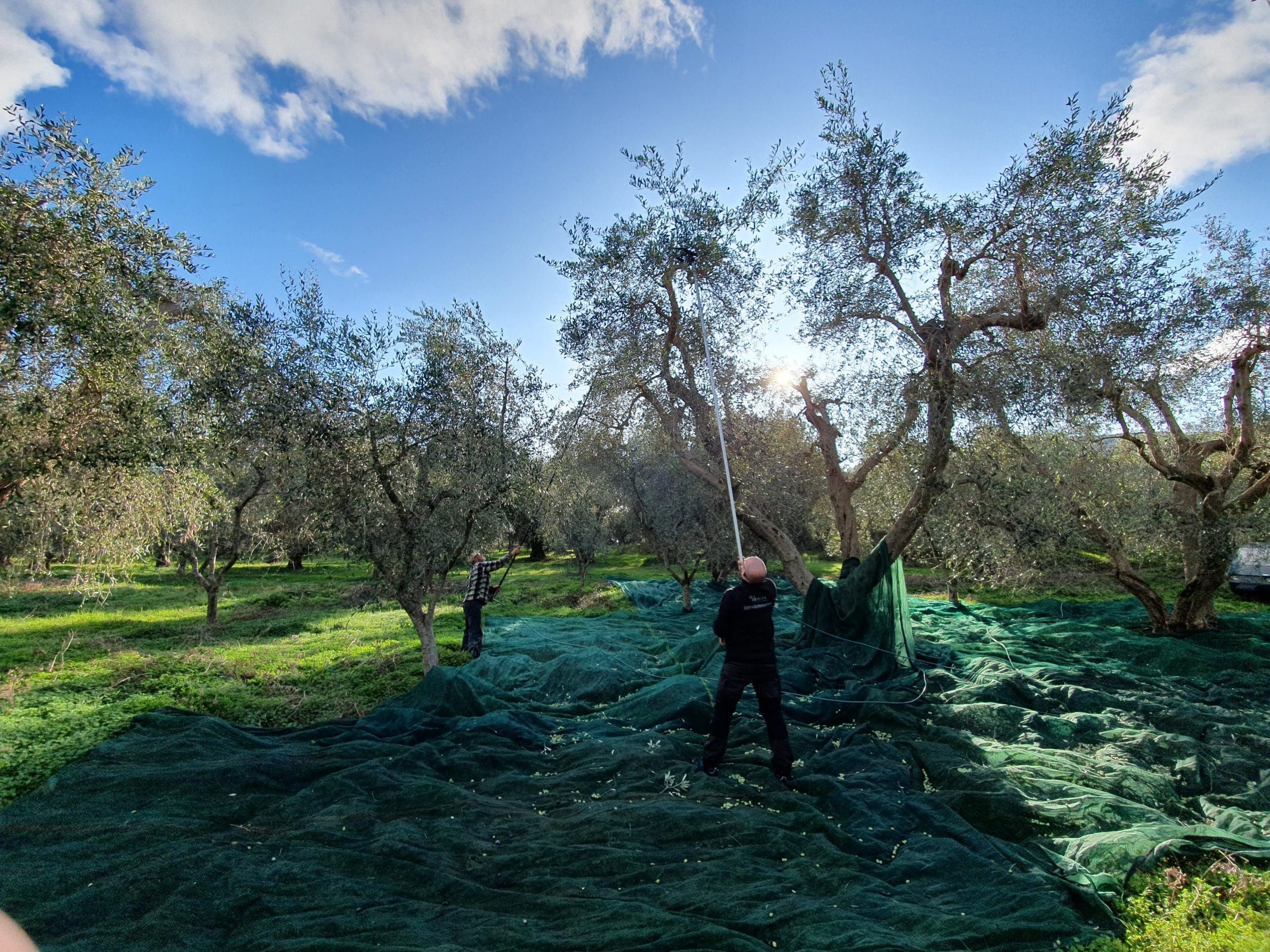 Olivenöl-Ernte im Gargano in Apulien bei einem ELEA Olivenöl-Produzenten